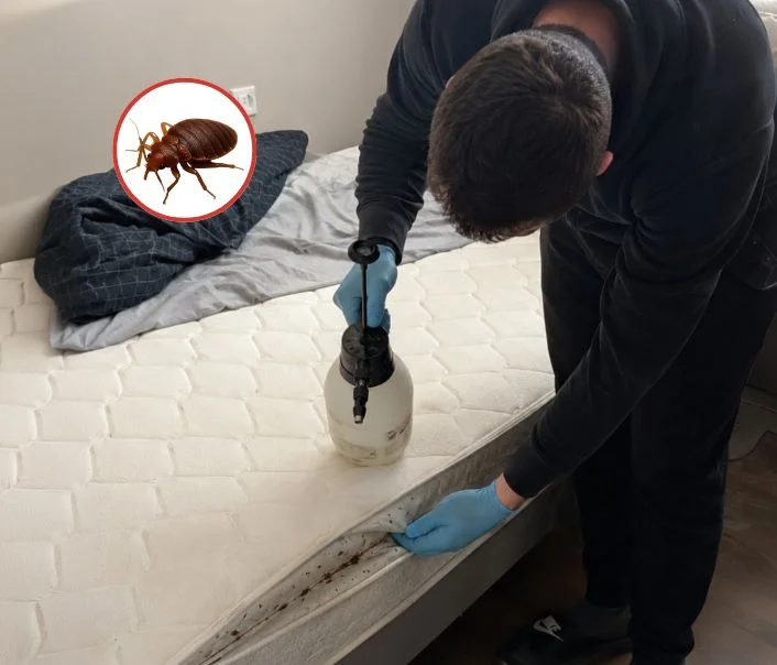 Technicien traitant un matelas contre les punaises de lit à Vauréal